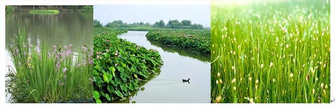 简介生活于水中的具有输导组织维管束的水生（维管束）植物